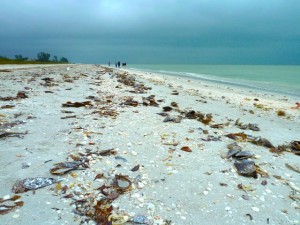 Gulf Side City Park shells Gulf Side City Park shells