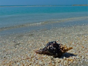 Horse conch on Sanibel