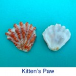 Kittens Paw Shell ID Kittens Paw Shell ID