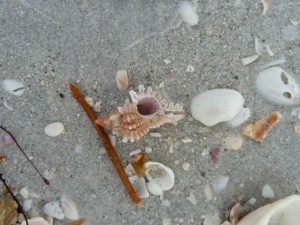 Lace Murex in the sand