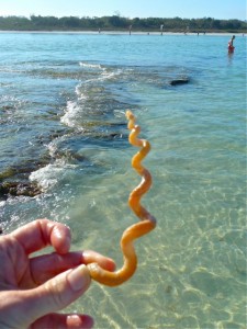 Large worm shell Bonita Large worm shell Bonita