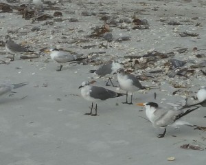 Laughing Gull