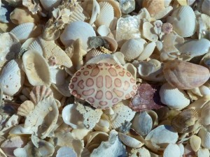 Leopard Crab shell
