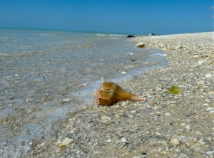 Lightning whelk marco