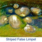 Limpet Striped False Seashell Identification Limpet Striped False Seashell Identification