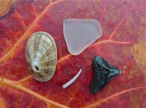 Limpet seaglass tusk shells