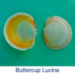 Lucine- Buttercup ID Lucine- Buttercup ID