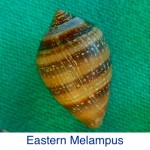 Melampus - Eastern ID Melampus - Eastern ID
