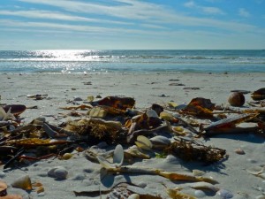 Middle Gulf wrack line Middle Gulf wrack line