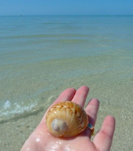 Moon snail marco