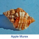 Murex- Apple ID Murex- Apple ID