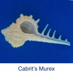 Murex - Cabrits ID Murex - Cabrits ID