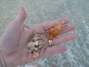 Murex and horse conch Murex and horse conch