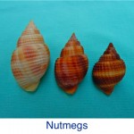 Nutmeg ID Nutmeg ID