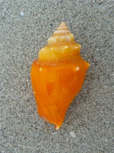 Orange Fighting conch Orange Fighting conch