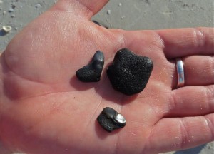 Pufferfish Mouth plate fossil Pufferfish Mouth plate fossil