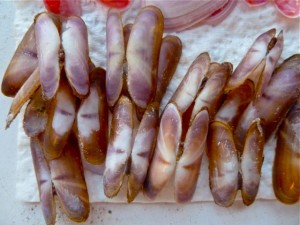 Purplish Tagelus