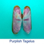 Purplish Tagelus Shell ID Purplish Tagelus Shell ID