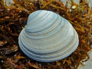 Quahog Clam ID Quahog Clam ID