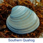 Quahog - Southern ID Quahog - Southern ID