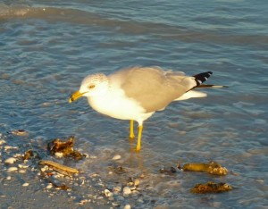 Ring-billed Gull