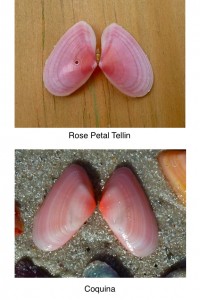Rose Tellin Coquina difference Rose Tellin Coquina difference