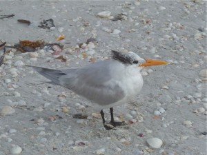 Royal Tern
