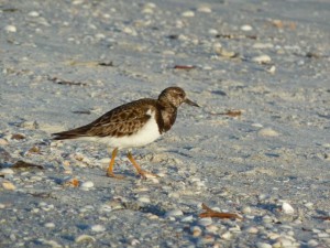 Ruddy Turnstone
