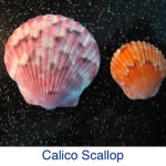 Scallop - Calico ID Scallop - Calico ID