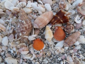 Shells in 5 minutes Shells in 5 minutes