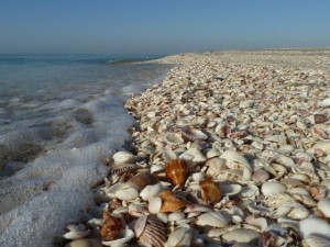 Shells on Captiva beach Shells on Captiva beach