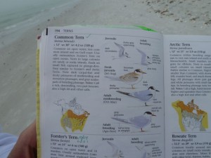 Sibley Common Tern page