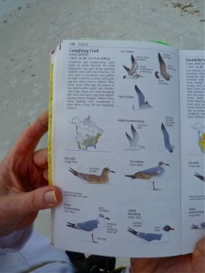 Sibley Laughing gull