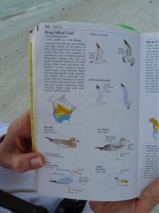 Sibley Ring-billed Gull page