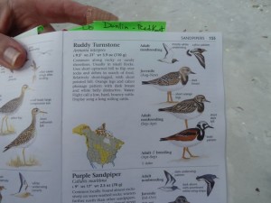 Sibley Ruddy Turnstone