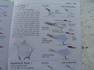 Sibley Royal tern page