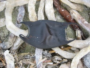 Skate Egg case
