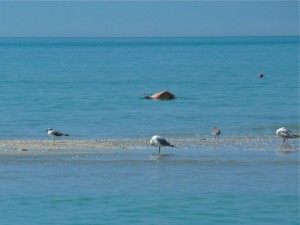 Snorkeling for shells