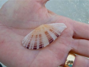 Speckled Speckled tellin bivalve seashell