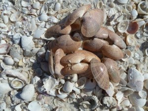 Sunray venus clams