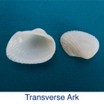 Transverse Ark Shell ID Transverse Ark Shell ID