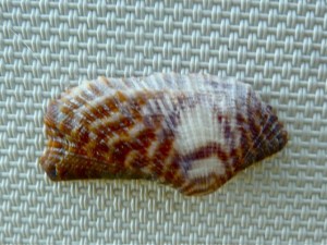 Turkey Wing seashell