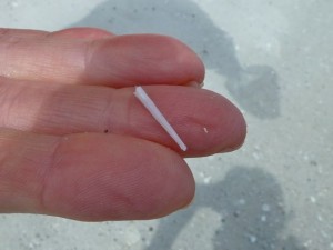 Tusk shell