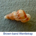 Wentletrap- Brown-band ID Wentletrap- Brown-band ID