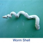 Worm Shell ID Worm Shell ID