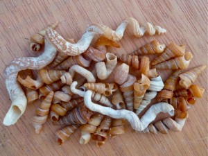Worm shells Bonita Worm shells Bonita