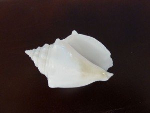 albino fighting conch aperture lee g