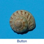 Button Shell Seashell Identification Button Shell Seashell Identification