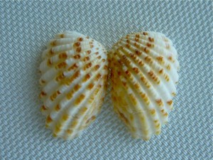 double Broad-Ribbed Cardita seashell