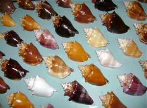 florida Fighting conch color types